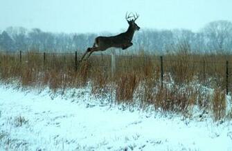 Big Whitetail Buck Wallpaper