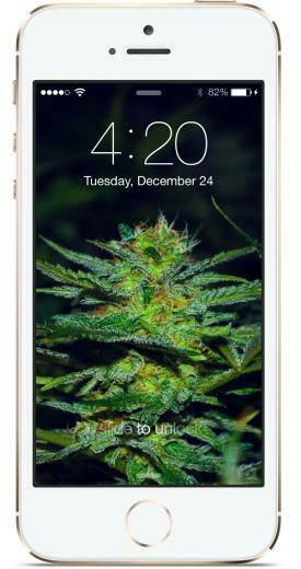 iPhone Marijuana Background Cannabis Destiny