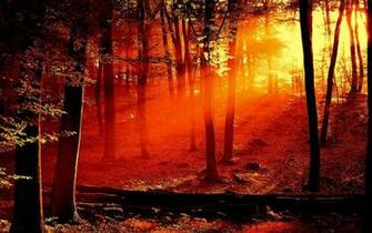 Forest Fire Wallpaper Myspace Background