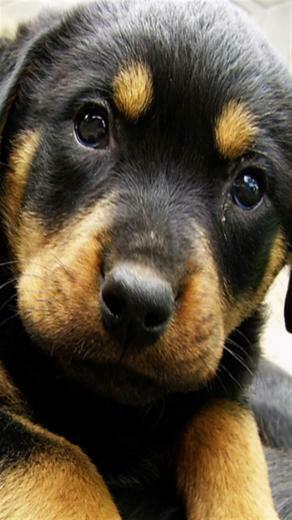 Cute Rottweiler Puppy Wallpaper Animal iPhone