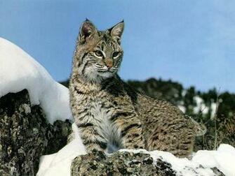 Wallpaper Sea Bobcat