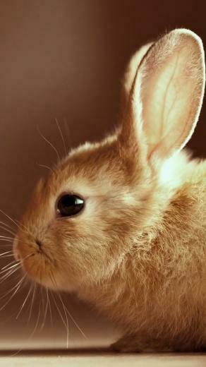 Easter Bunny iPhone HD Wallpaper