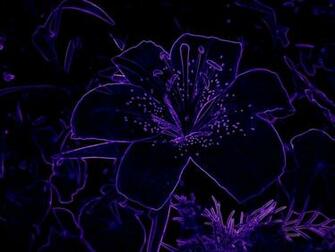 Neon Purple Dark Lily