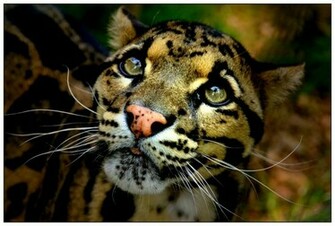 Clouded Leopard Photos Wallpaper The Fun Bank