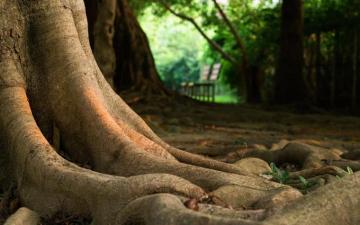 Nice Tree Root Wallpaper Check More At Finewallpaper