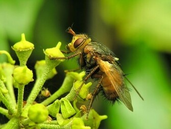 Bee Wallpaper HD