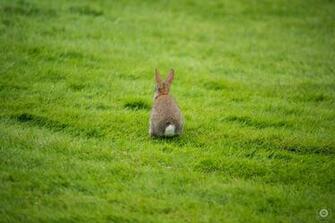 Rabbit Back Side Background High Quality Background