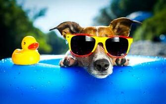 Funny Dog Wallpaper HD Wiki