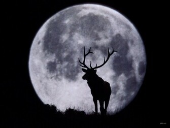 Definition Deer Wallpaper High Whitetail