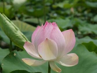 Lotus Wallpaper