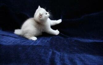 Screensavers And Wallpaper Cats Android