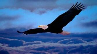 HD Wallpaper American Eagle X Kb Jpeg