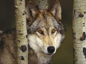 Wolf Top Wallpaper High Quality Background For Mobile