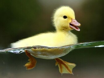 Ducks Wallpaper Wild Bird Photo Gallery