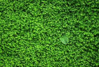The Odd One Out HD Wallpaper Background Image Id