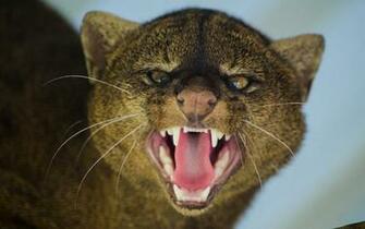 Wallpaper Jaguarundi Grin Aggression Muzzle