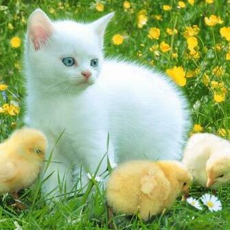 Cute Cat iPad Background Wallpaper