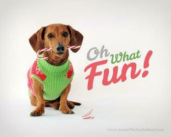 Days Of Cheer Holiday Desktop Wallpaper Ammo The Dachshund