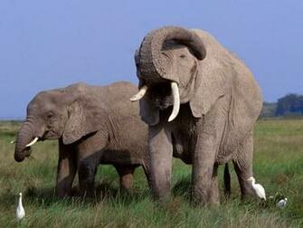 Elephant Screensaver Screensavers