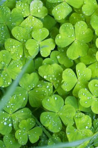 Natural Wallpaper For iPhone Background