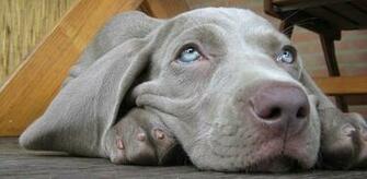 Weimaraner Post Navigation Wallpaper Apk For Android