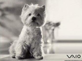 Westie Wallpaper