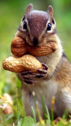 Cute Animal Pictures To Save As Your iPhone Wallpaper