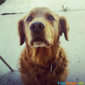 Django Wallpaper CuteImage Net