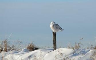 Snowy Owl Wallpaper Animal