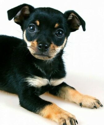 Miniature Pinscher Puppies Pictures Photos Of
