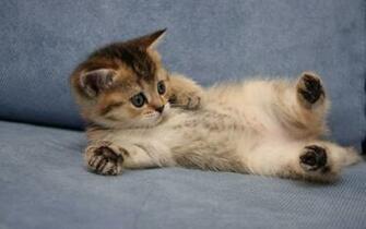 HD Funy Cat Wallpaper Screensavers Ventube