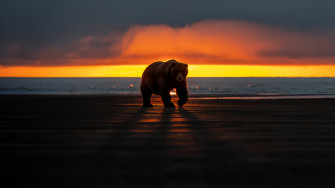 Bear Wallpaper HD Animals 4k Image Photos And Picture