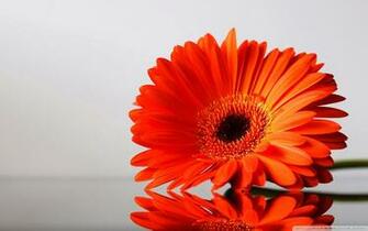 Gerber Daisy Wallpaper Image Amp Pictures Becuo