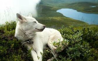 Alpha Coders Everything Dogs Dog Quoteko