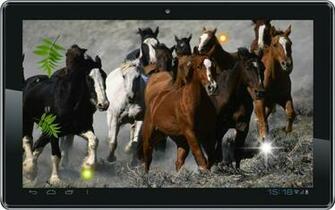Horses HD Live Wallpaper Android Apps On Google Play