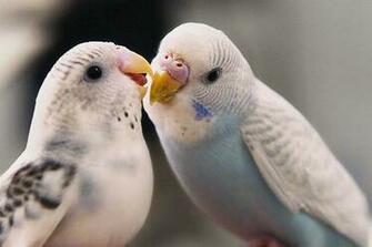 Love Birds Wallpaper Of