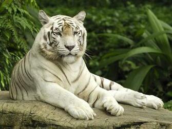 Amazing White Tiger Wallpaper Global