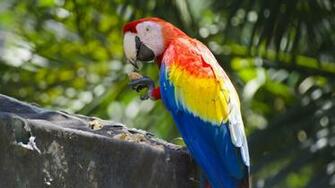 Scarlet Macaw Parrot Ultra HD Wallpaper Wallpaper13