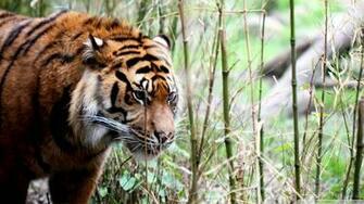 Tiger Super Photo Shoot Siberian Animal Lovers Wallpaper
