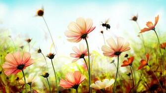 Nature Flowers HD Wallpaper Background Of Your Choice