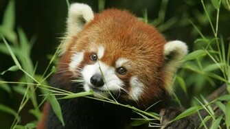 Wallpaper Red Panda Funny Cute Muzzle Desktop