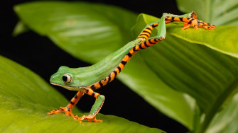 4k Frog Wallpaper Background Image