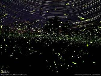 Owl City Fireflies Wallpaper