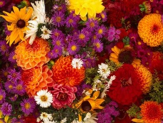 Spring Flower Medley Wallpaper HD