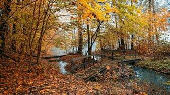 Bridge Covered With Foliage Wallpaper Nature