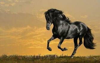 Arabian Horse Wallpaper