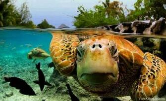 Sea Turtle High Resolution Animal Planet Green
