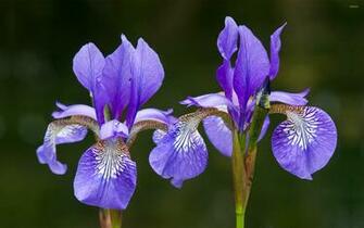 Iris Wallpaper Flower