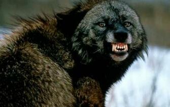 Wolf Angry Wallpaper Wallpoper