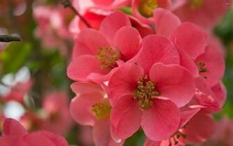 Red Blossoms Wallpaper